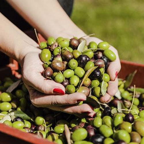 Tecnico della conduzione dell'oliveto e della produzione di olio cover